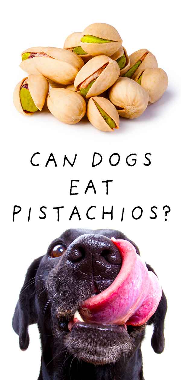 can dogs have pistachios