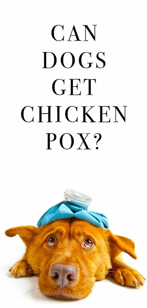 Can Dogs Get Chicken Pox or Is It a Human Disease Only?