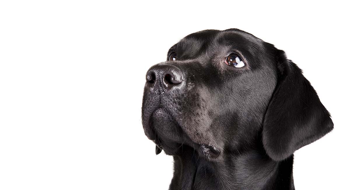 cost to fix dog cataracts