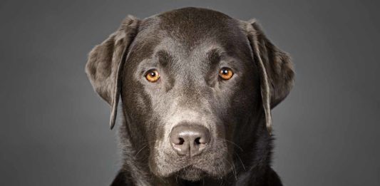 charcoal lab