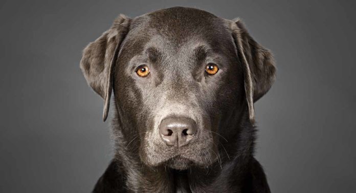 charcoal lab