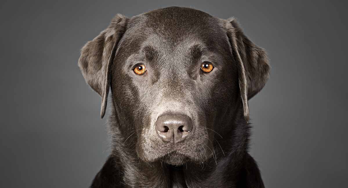 silver lab male