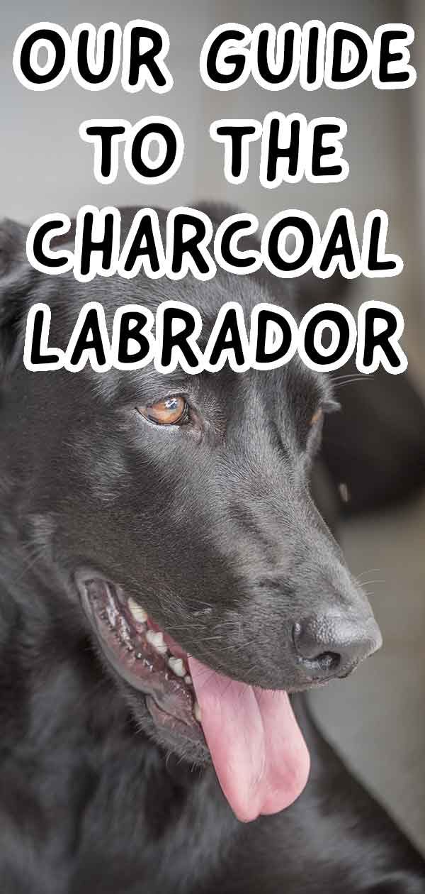 charcoal lab