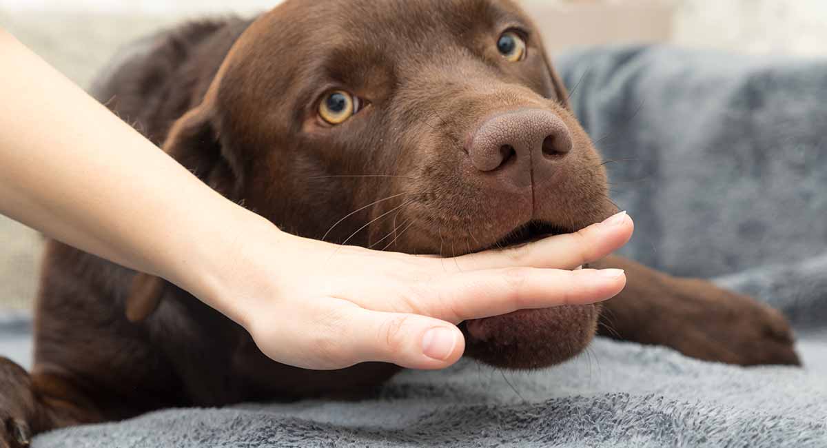 Dog Bite Treatment for Humans and Dogs