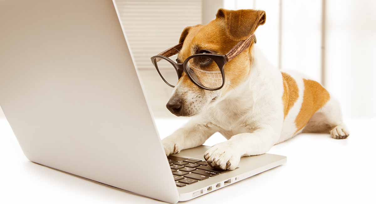 fascinating facts about dogs