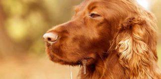 dog saliva