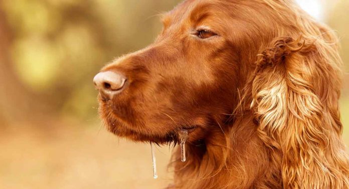 dog saliva