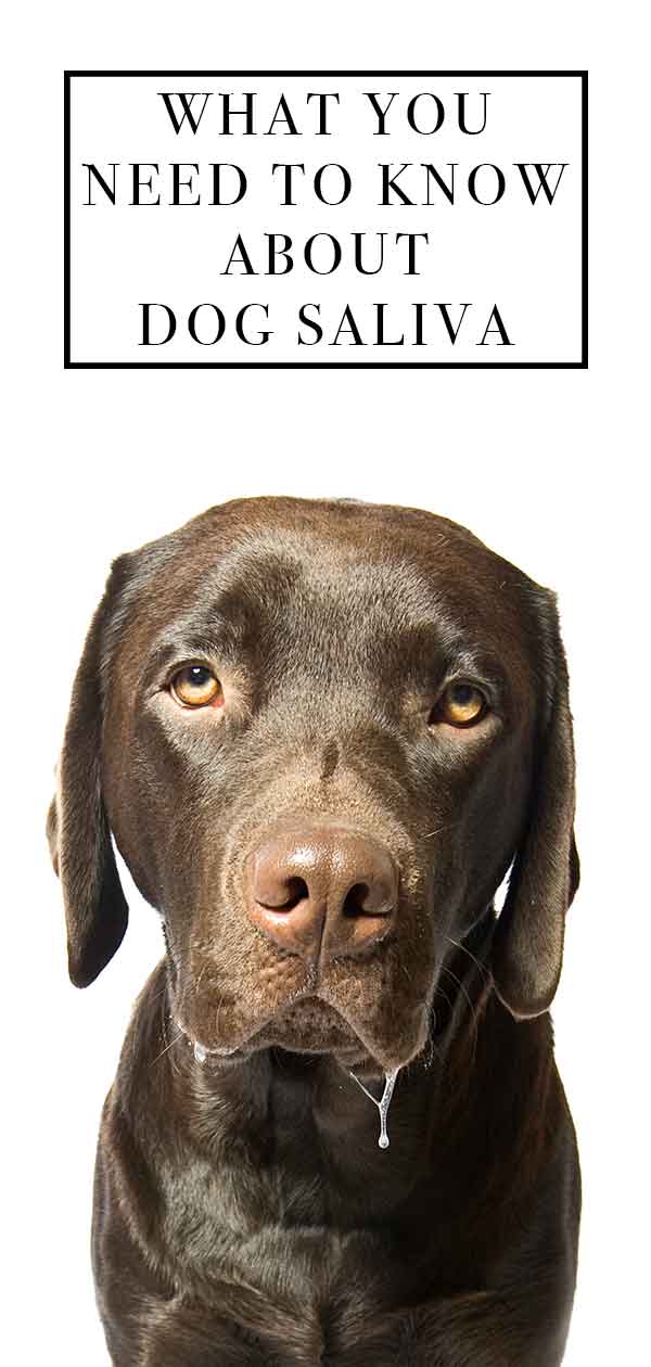 dog saliva