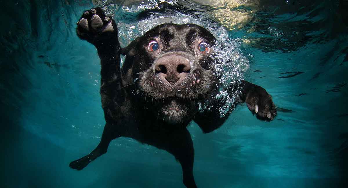 newfoundland dogs have webbed feet