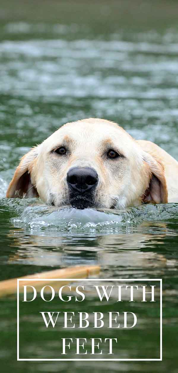 dog breeds with webbed feet dog breeds with webbed feet
