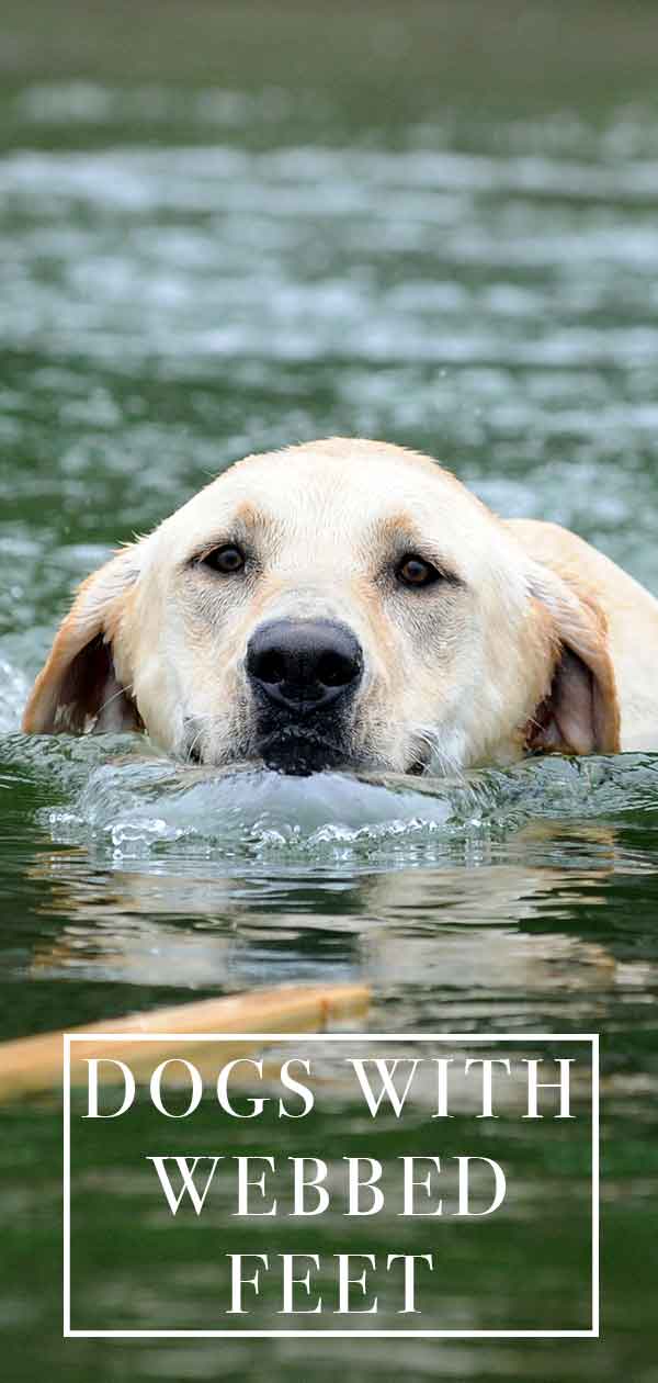 lab webbed feet