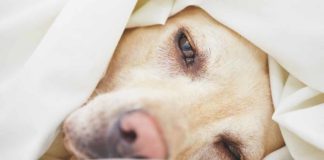 signs of cancer in dogs
