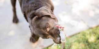 water intoxication in dogs