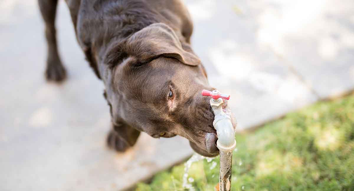 old dog drinking excessive water
