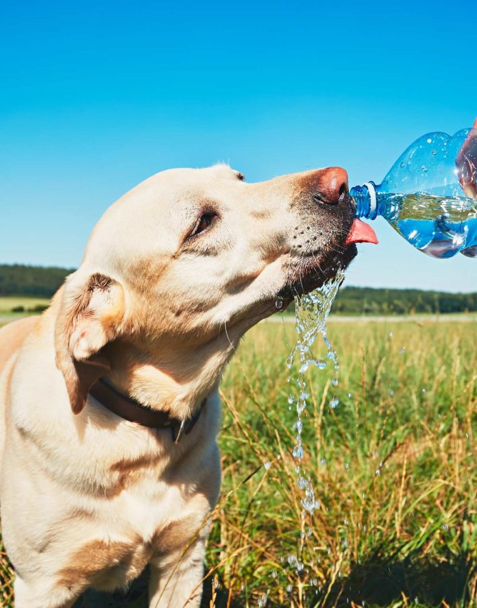 Water Intoxication in Dogs Pups That Drink Too Much