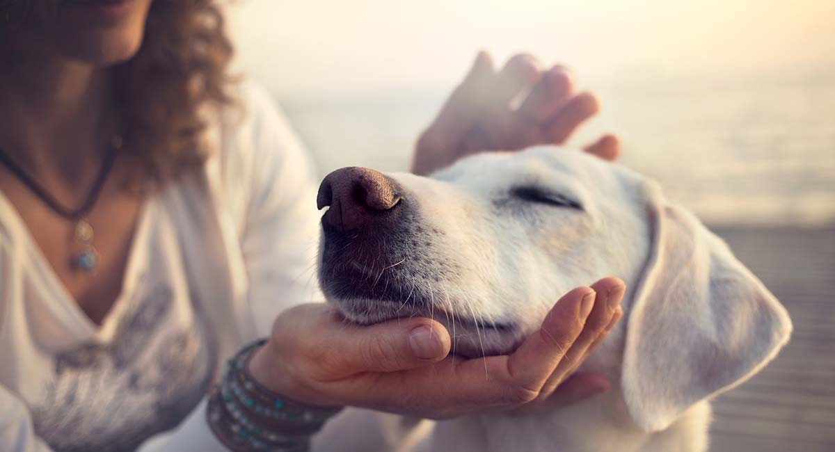 What Do Dogs Need? Your Ultimate Canine Kit