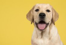 labrador retriever