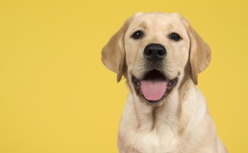 labrador retriever