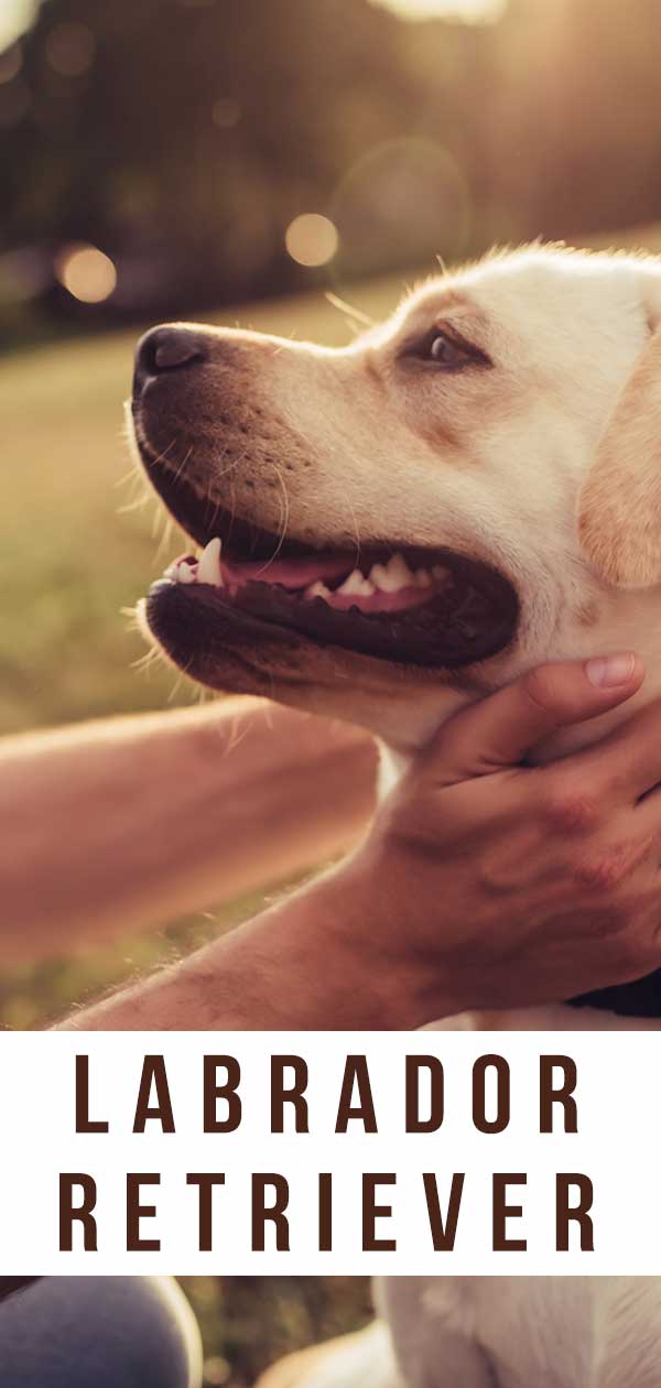 labrador retriever