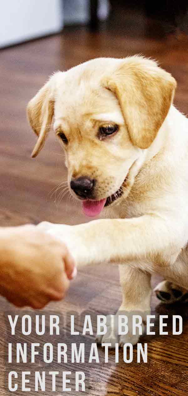 Your Lab Breed Information Center