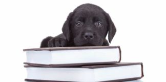 are black labs smart