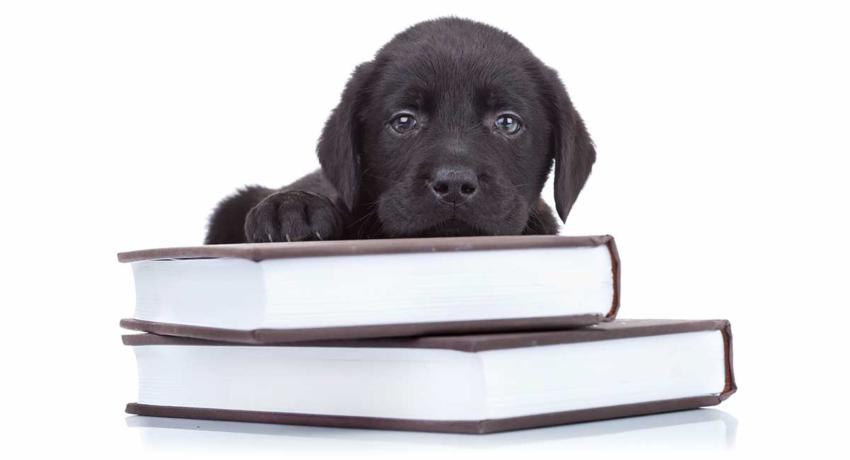 labrador retriever intelligence