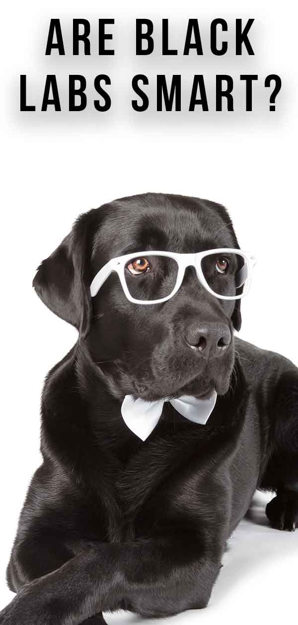 are labrador smart