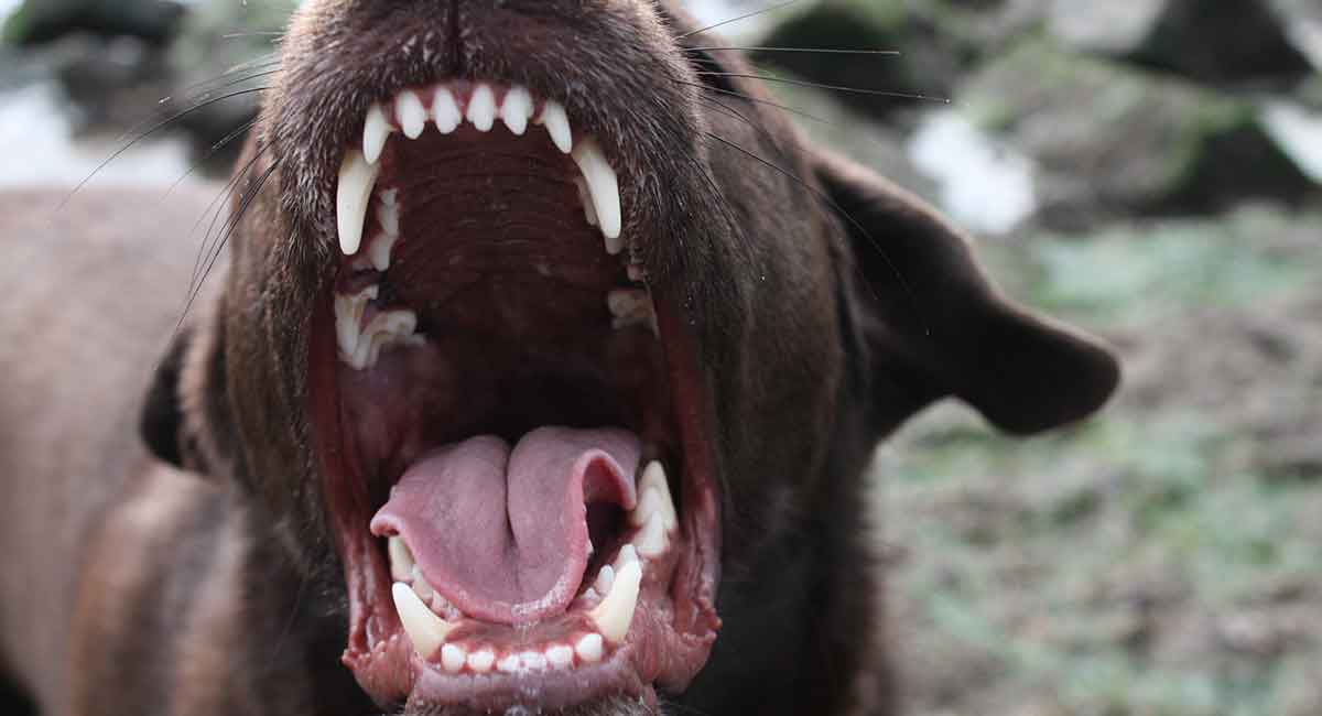 Are Labradors Aggressive Or Are They Always Gentle Natured Dogs?