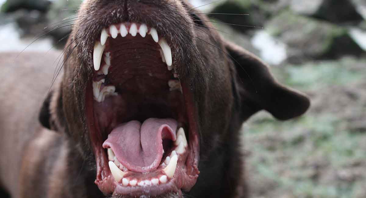 aggressive lab puppy