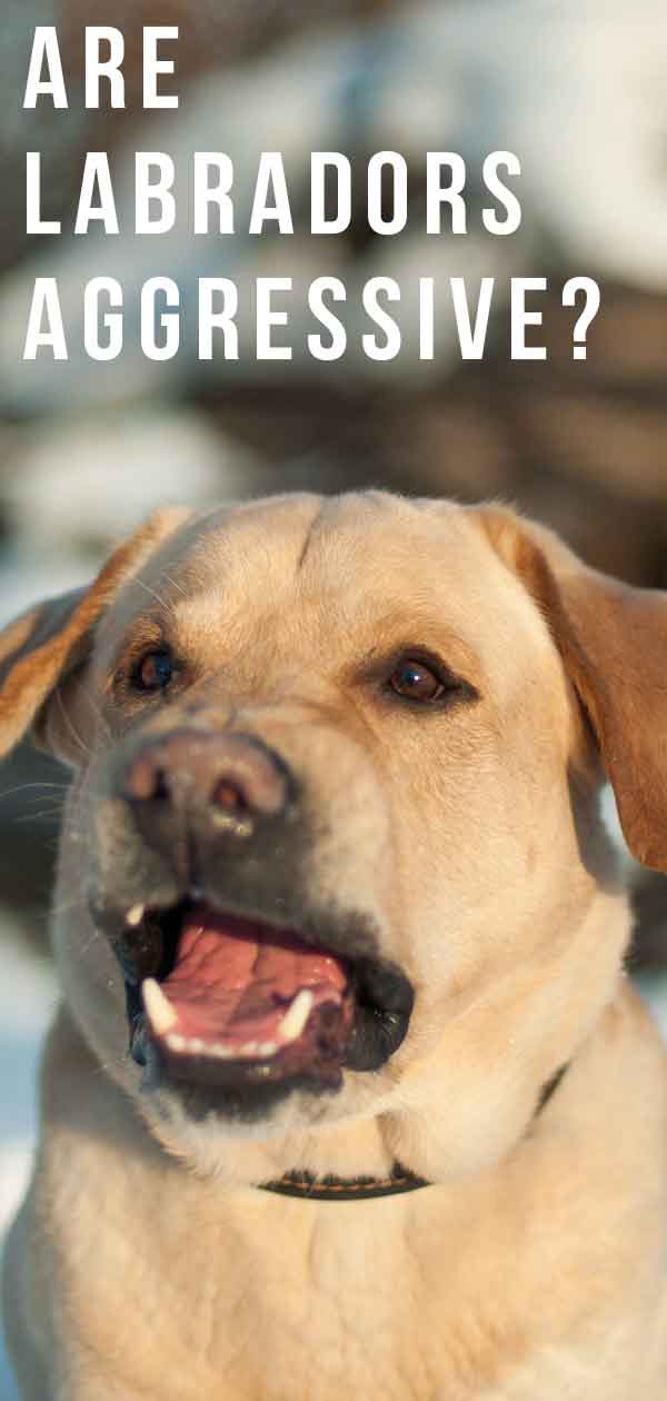 labrador suddenly aggressive