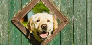 are labs good guard dogs