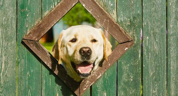 are labs good guard dogs
