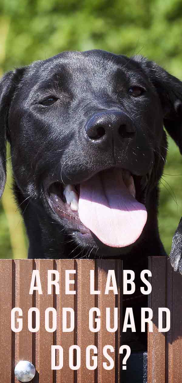 are labs good guard dogs