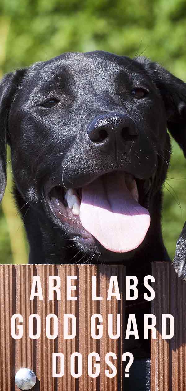 are labrador dogs protective