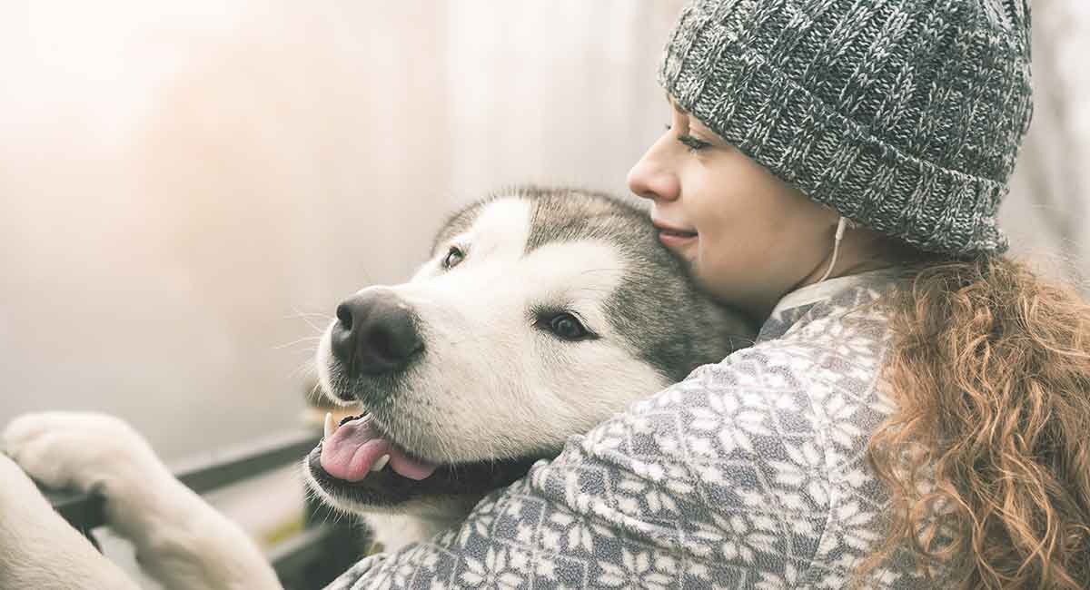 best companion dog breeds