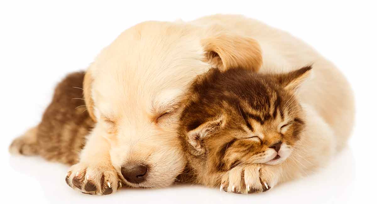 dogs breeds that get along with cats