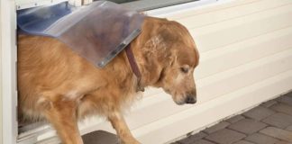 Looking for the best electronic dog door?