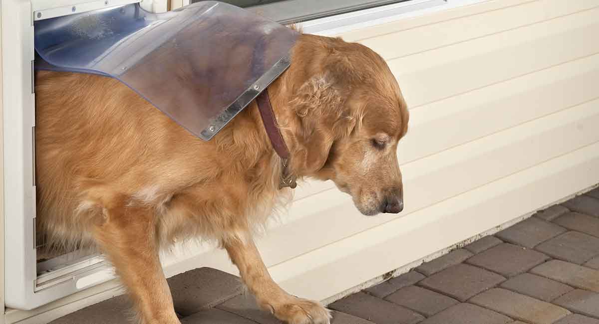 automatic dog door with collar