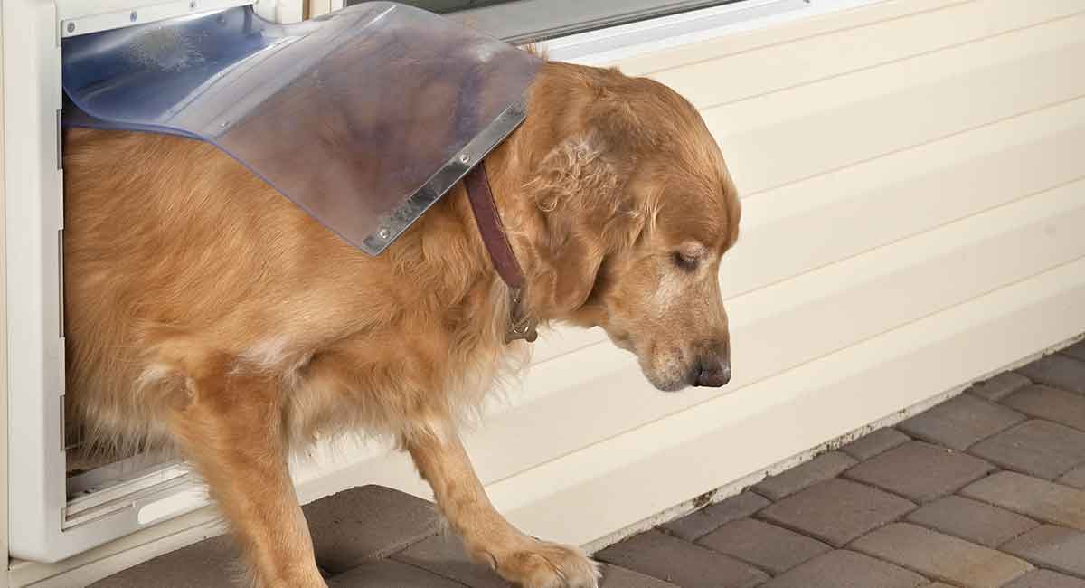 automatic dog door chip