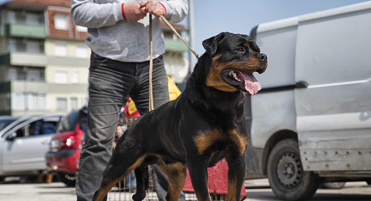 best breed for guard dog