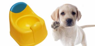 best indoor dog potty