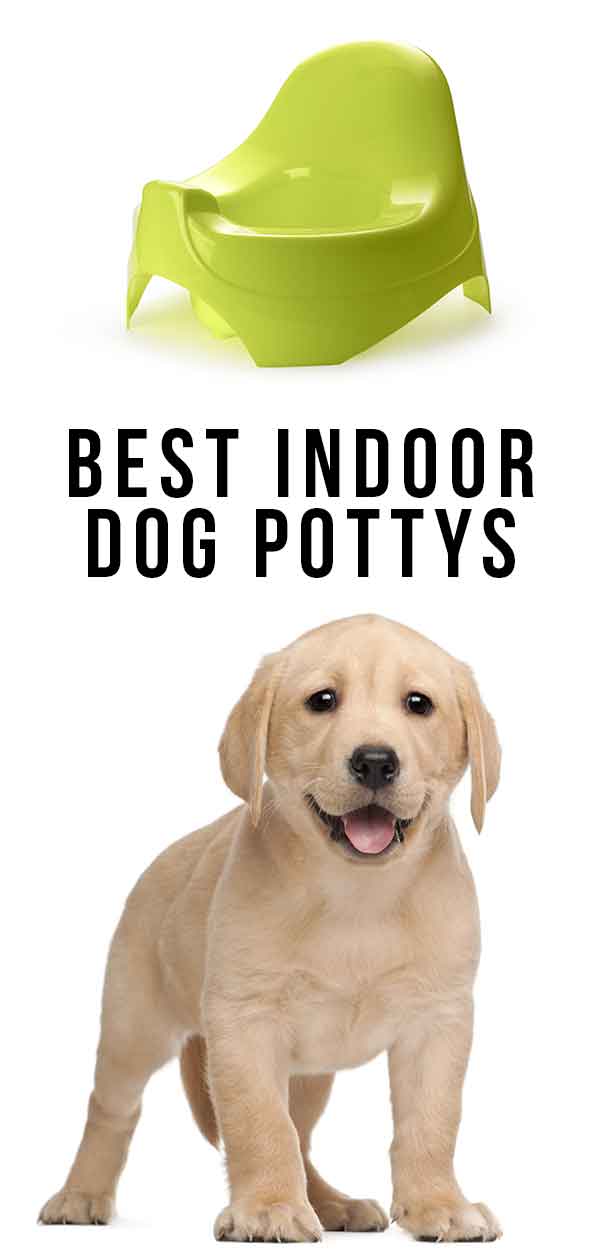 best indoor dog potty