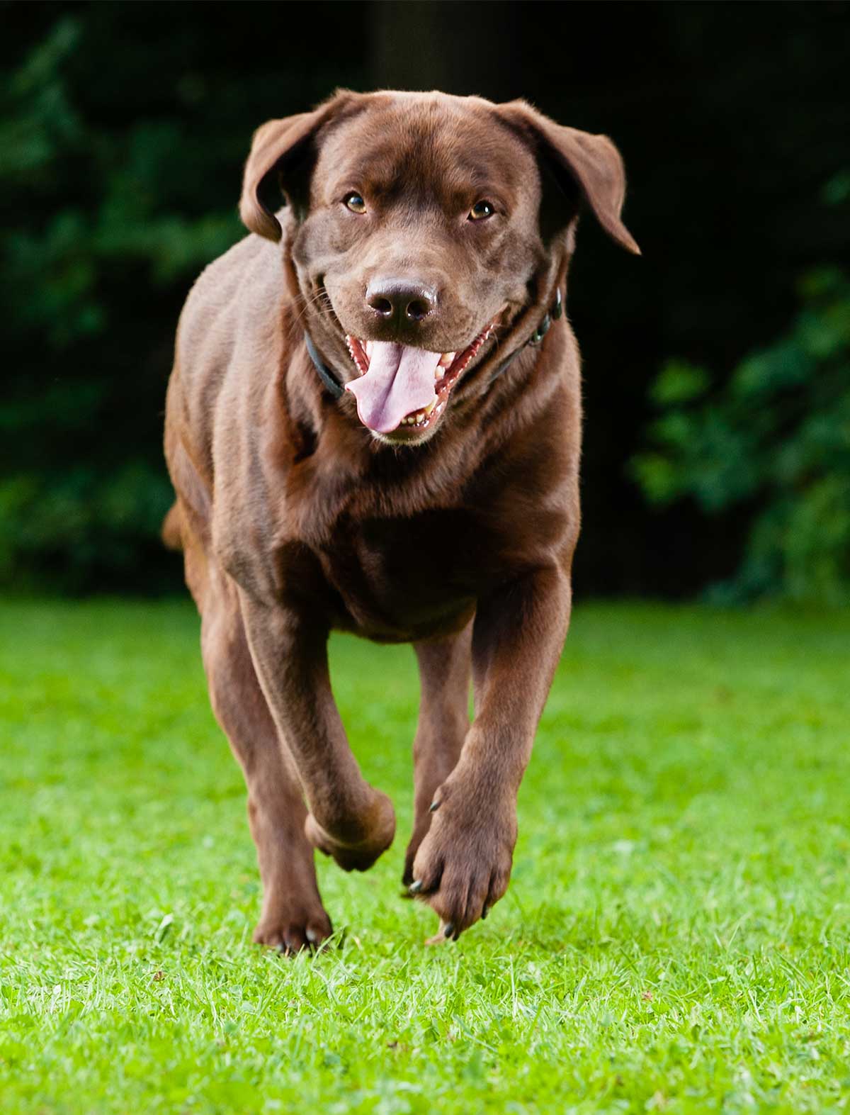 best moving dog toy