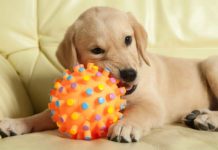 best moving dog toys
