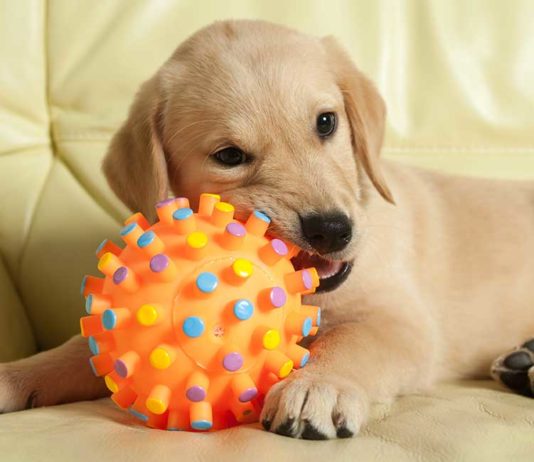 best moving dog toys