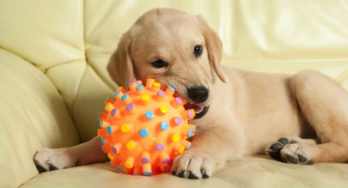 best moving dog toys