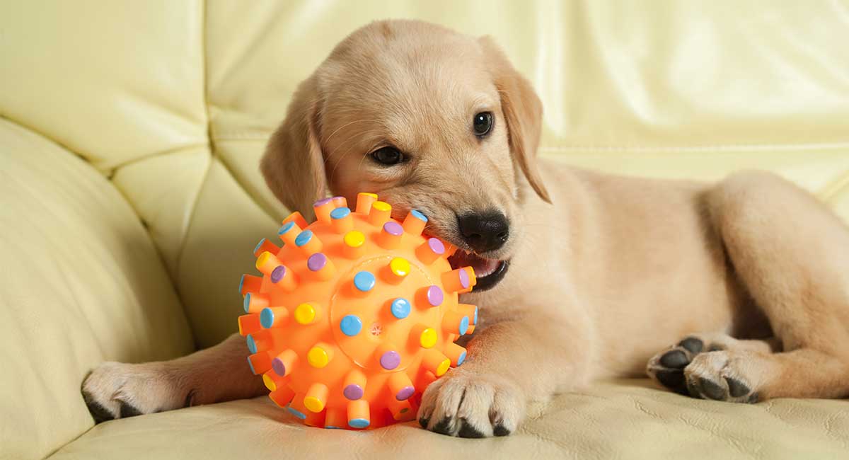 best interactive dog toys uk