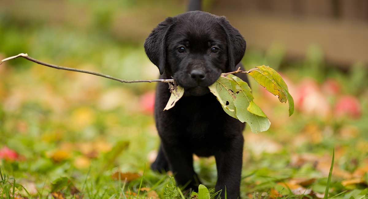 black labrador retriever puppy with a stick in it's mouth