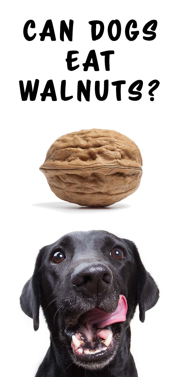 Can Dogs Eat Walnuts? When Are Walnuts Toxic To Dogs, And Why?