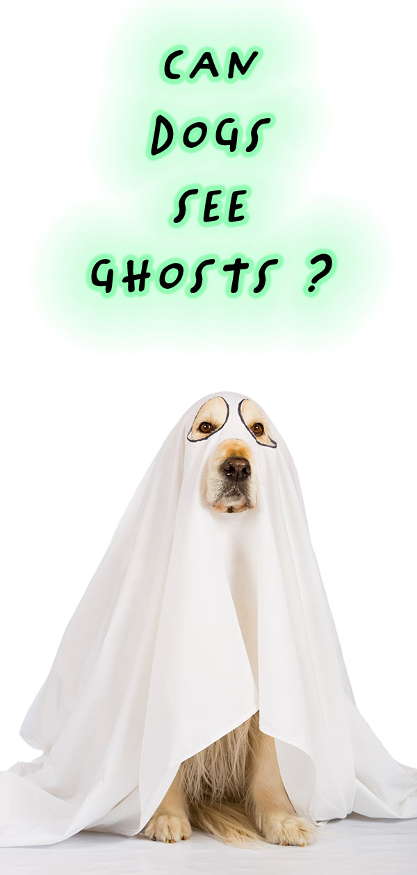 Can Dogs See Ghosts? Pets and the Paranormal